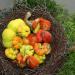 Accessory - Fabric: Felted Gourds