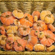 Accessory - Fabric: Pumpkins, Pumpkins, Pumpkins